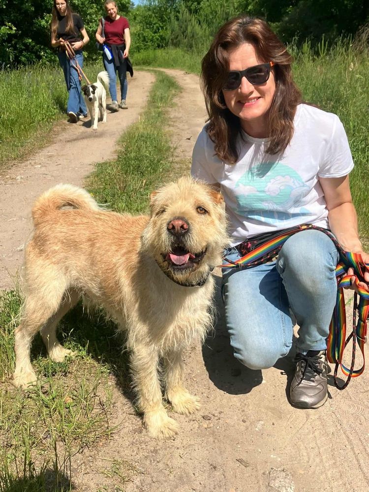 Drako w typie shar-pei szuka doświadczonego przewodnika