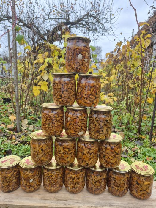 Мариновані лисички