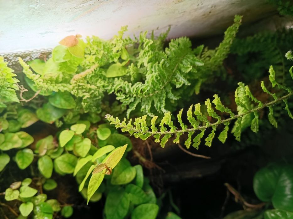 Komplet roślin  do terrarium