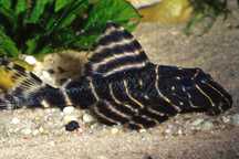 Zbrojnik L204 rzeszów sklep zoologiczny GRUBY KOCUR