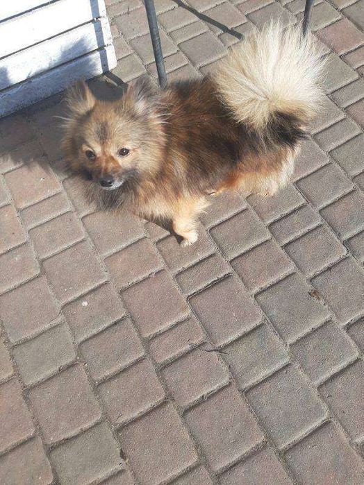 Szpic miniaturowy suczka