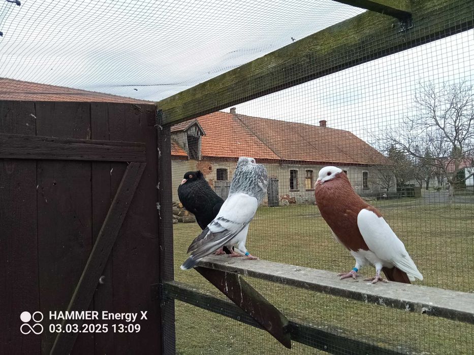 Garłacz Siodłaty
