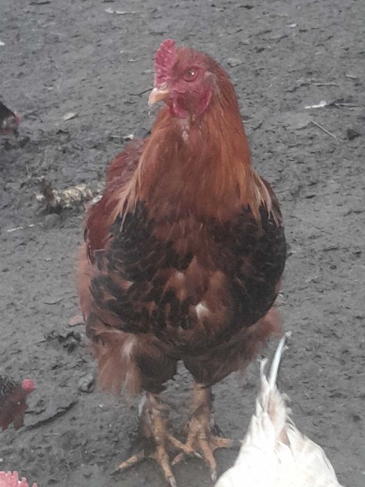 Mlode kogutki zmienia kurnik