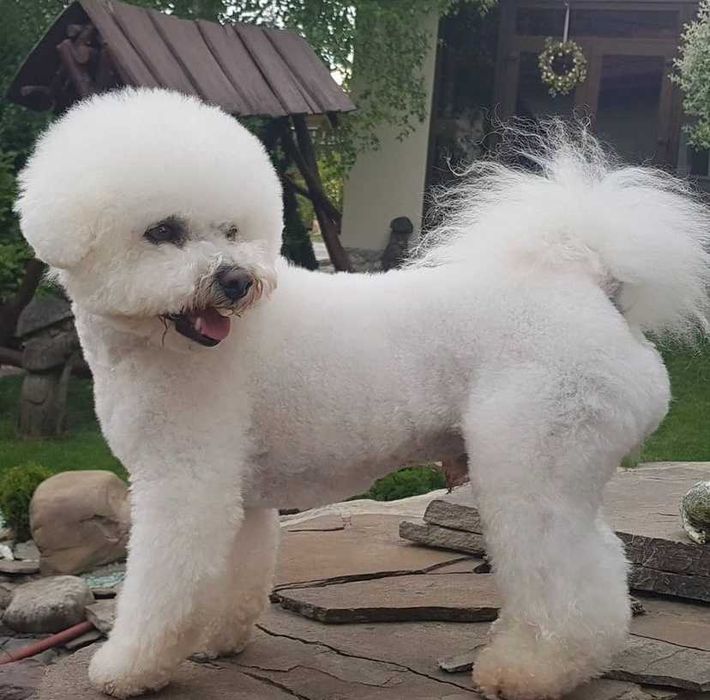 В'язка собаки Бішон фрізе