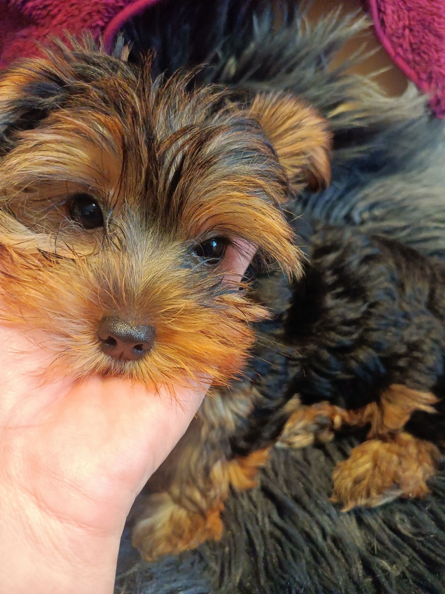 Sprzedam pieska Yorkshire terrier