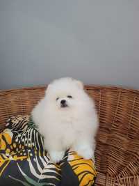 Pomeranian. Super boy. Color bialy