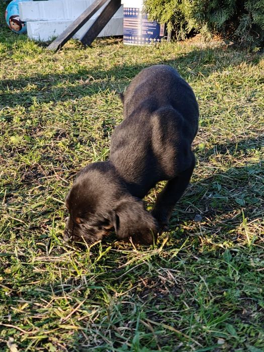 Oddam pieski w dobre ręce