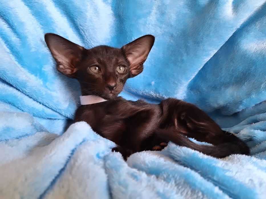 Ориентальные девочки