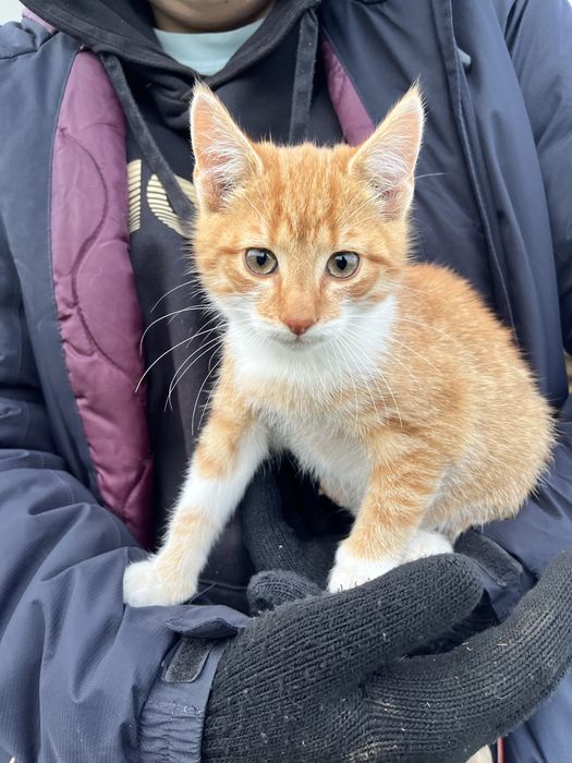 Kocurek szuka domku za darmo