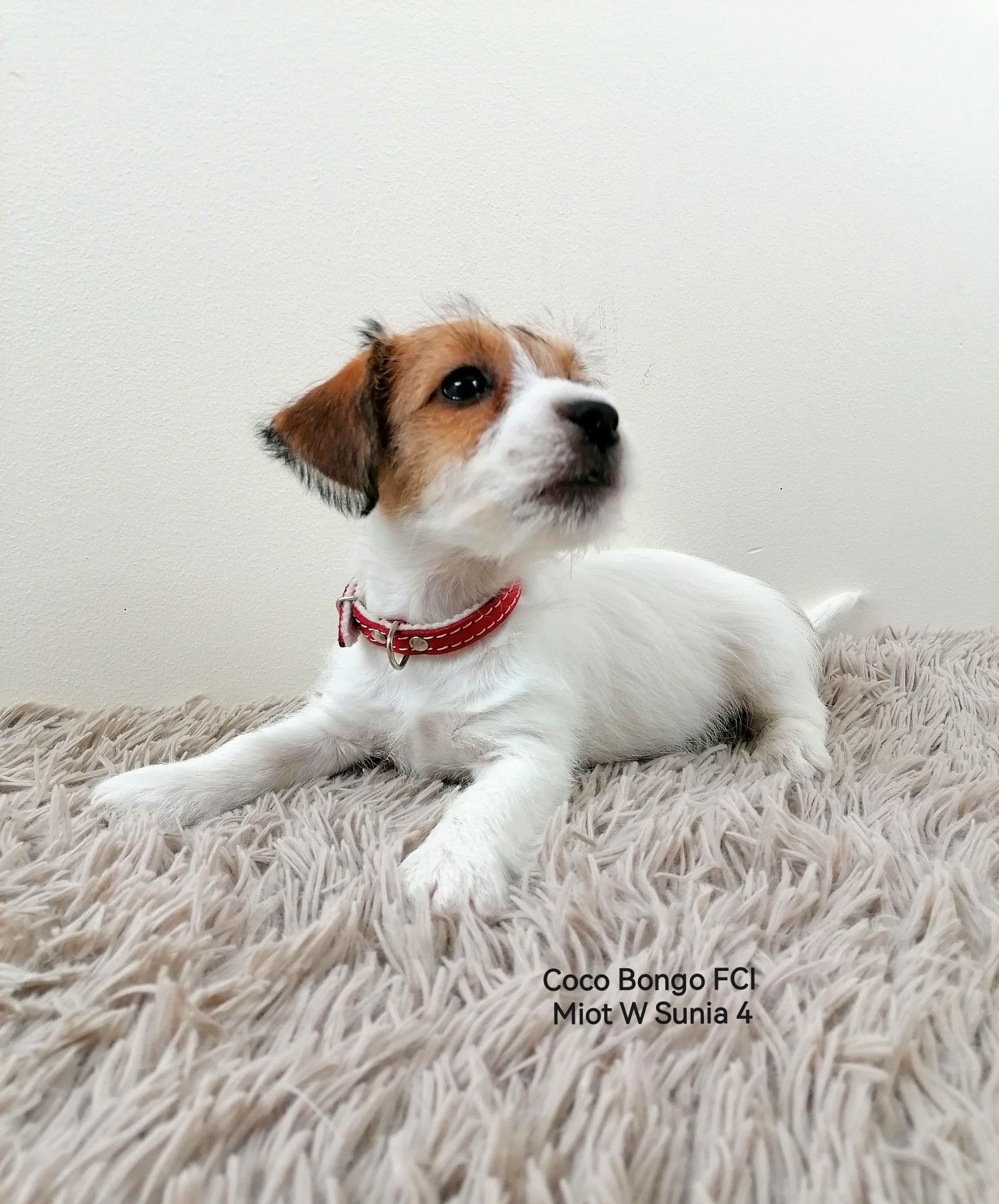 Jack Russell Terrier- sunia z rodowodem FCI
