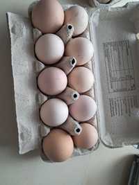 Swierze jaja 123