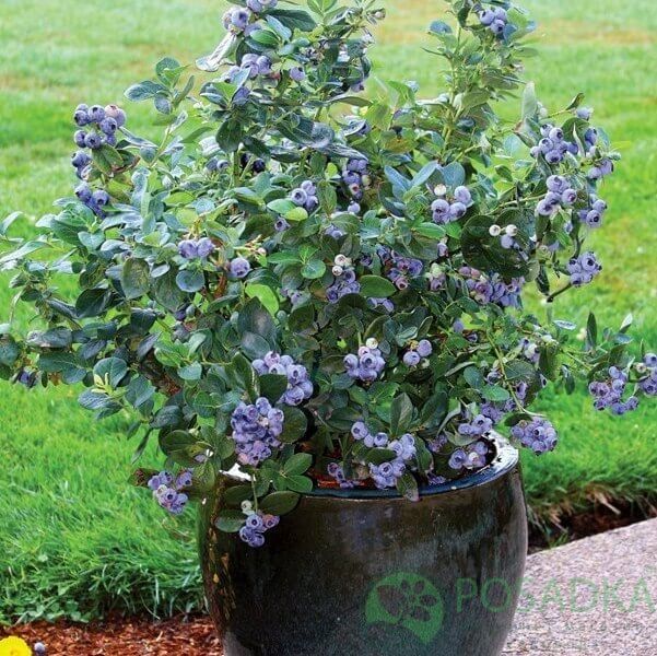 Прдаються Кущі лохини  6-7 років