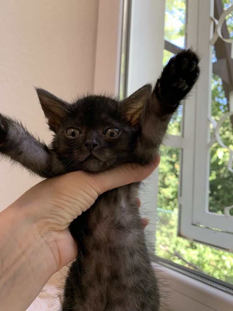 Котенок, мвльчик, бесплатно