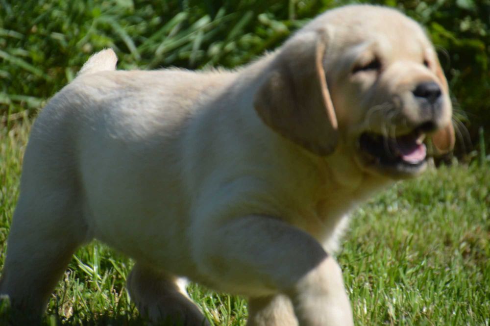 Labrador Retriever- szczenię ,cudny chłopczyk