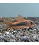 Corydora Bronze coridora