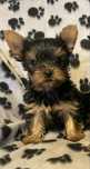 York terrier piesek