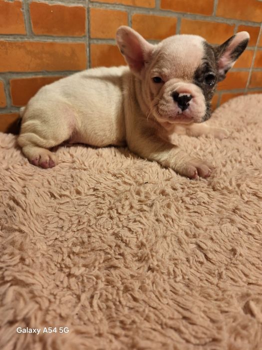 Bulldog Francês Fêmea