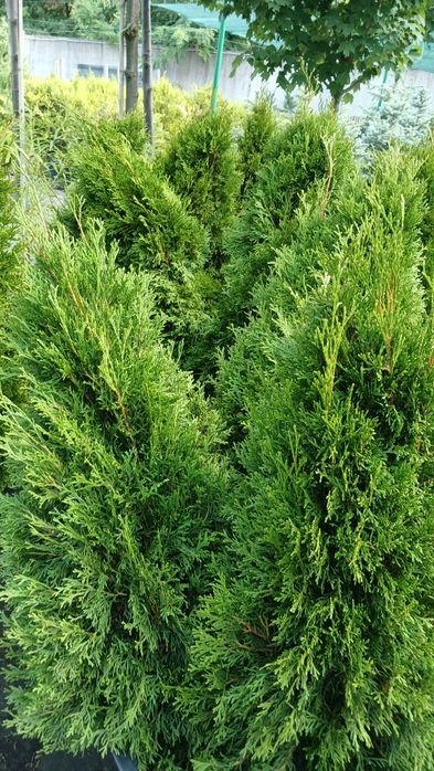 Туя смарагд, туя брабант, кедр