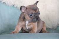 Buldog Francuski French Bulldog Sunia Sable