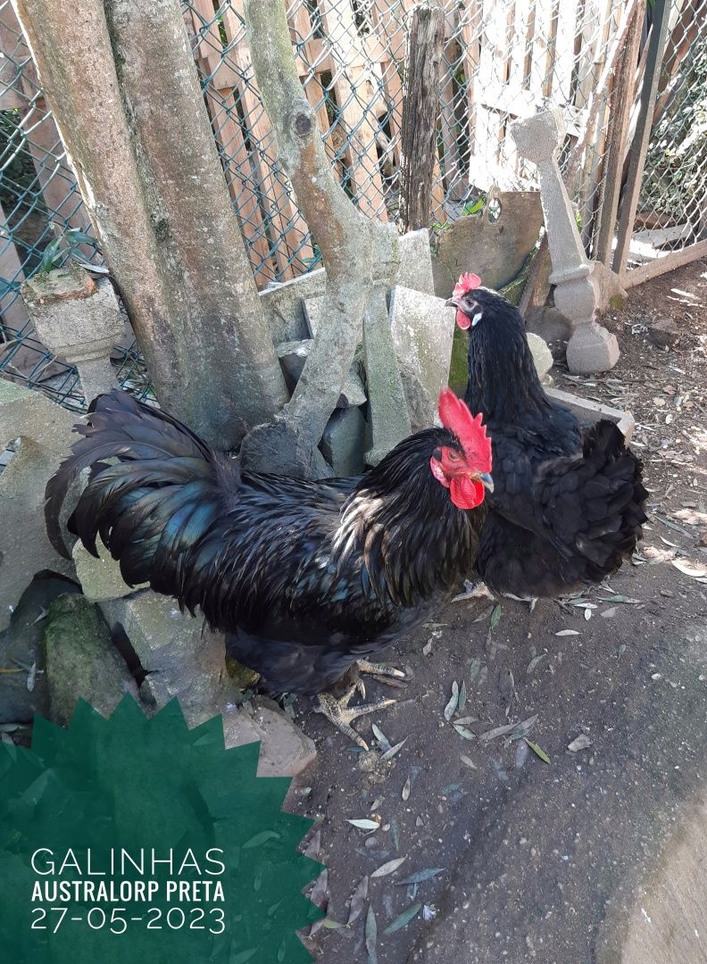 Vendo ovos férteis e pintos de Australorp negra