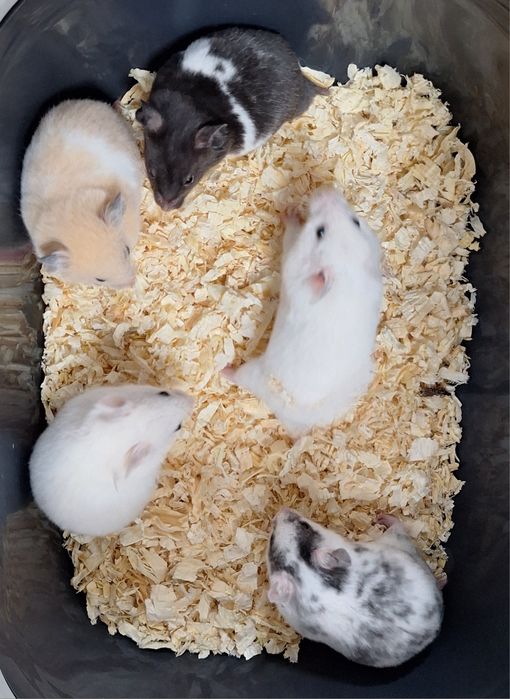 Chomiki syryjskie samce młode chomiki syryjski