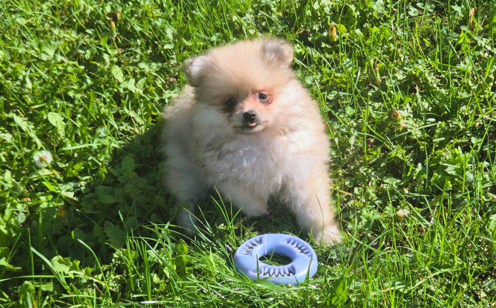 Szpic miniaturowy pomeranian - beżowa suczka