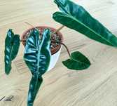 Philodendron Billietiae SADZONKA