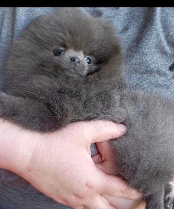 Spitz Alemão Anão e/ou Lulu da Pomerânia  MACHO BLUE com LOP e AFIXO