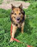 Papin w typie ON do adopcji!