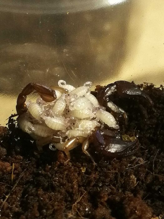 Euscorpius sp.Nin L2 (Chorwacja) 2+1 gratis skorpion/ptasznik