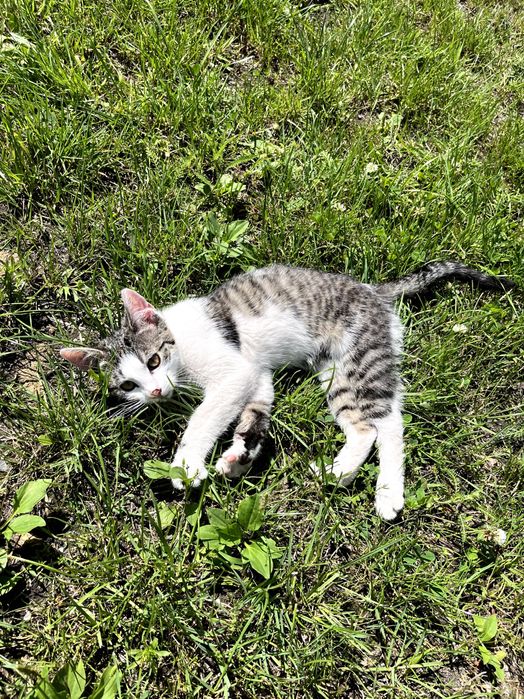 Oddam kotki w dobre ręce