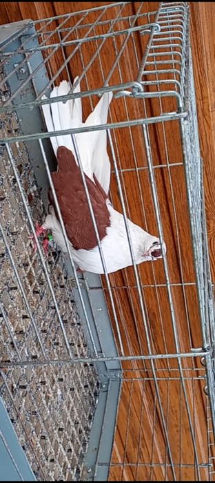 Orliki szaryki nikołajewskie boki