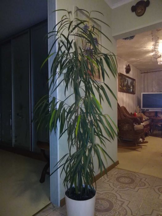 Продам комнатные растения