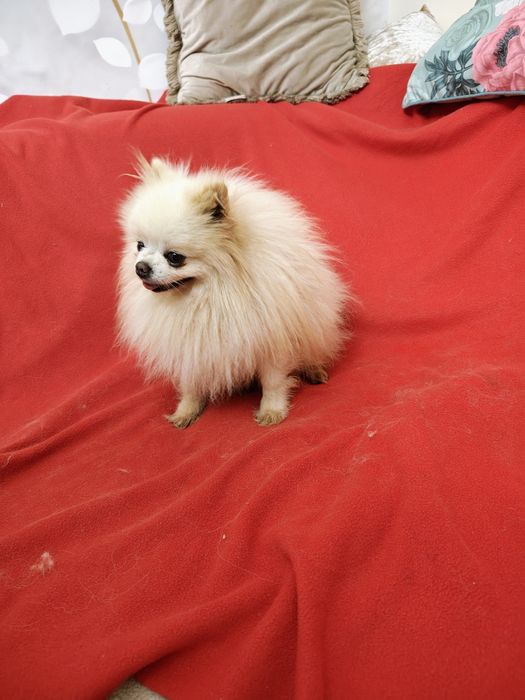 Piesek szpic miniaturowy