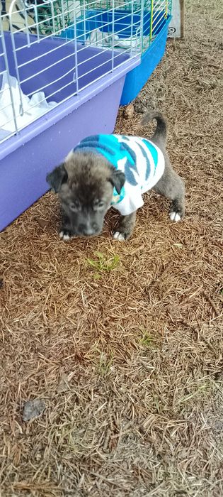 Цуценята незвичайного окрасу