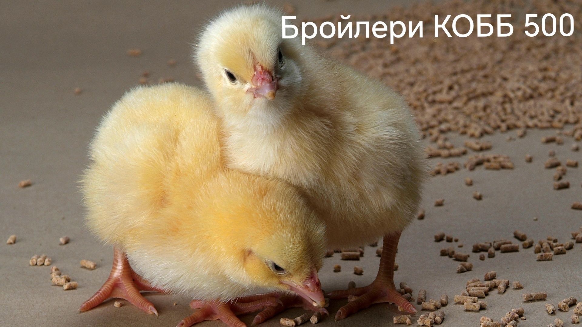 Курчата Цыплята Циплята Мастер Грей Редбро Гошошия Бройлери Ломан