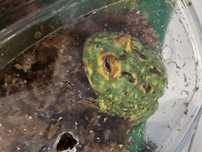 Żaba Rogata Green
