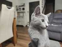 Kocięta, koteczki, koty Rosyjskie Niebieskie legalna hodowla WCF