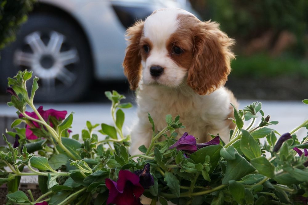 Cavalier King charles spaniel