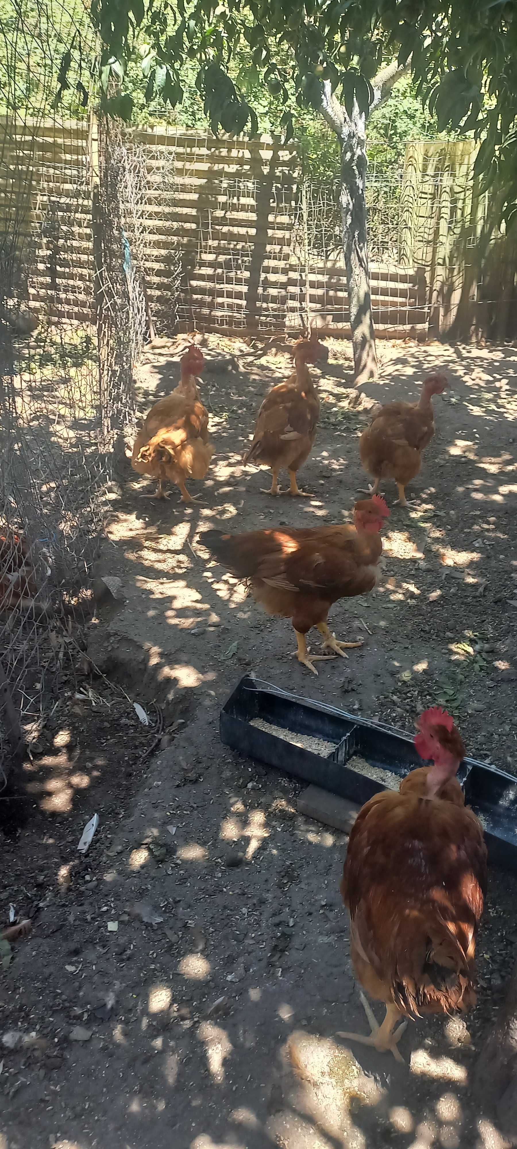 Frangos e frangas caseiros