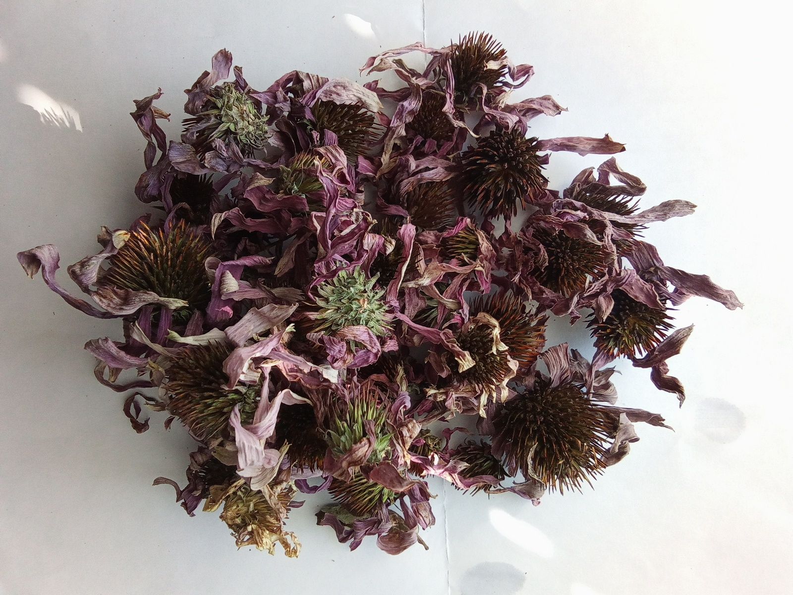 Ехінацея пурпурова,100 г.. квіти, лист.