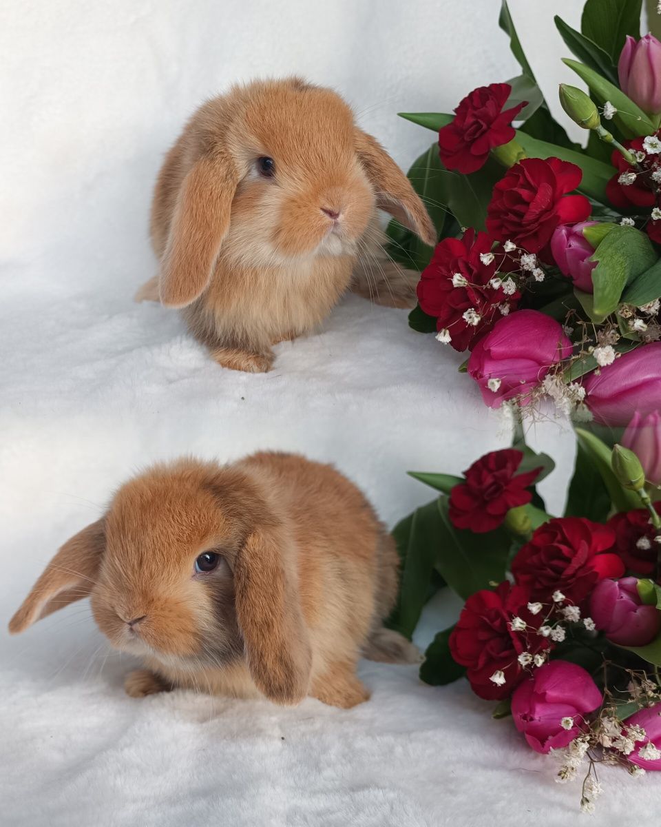 Królik baranek mini lop karzełek domowy