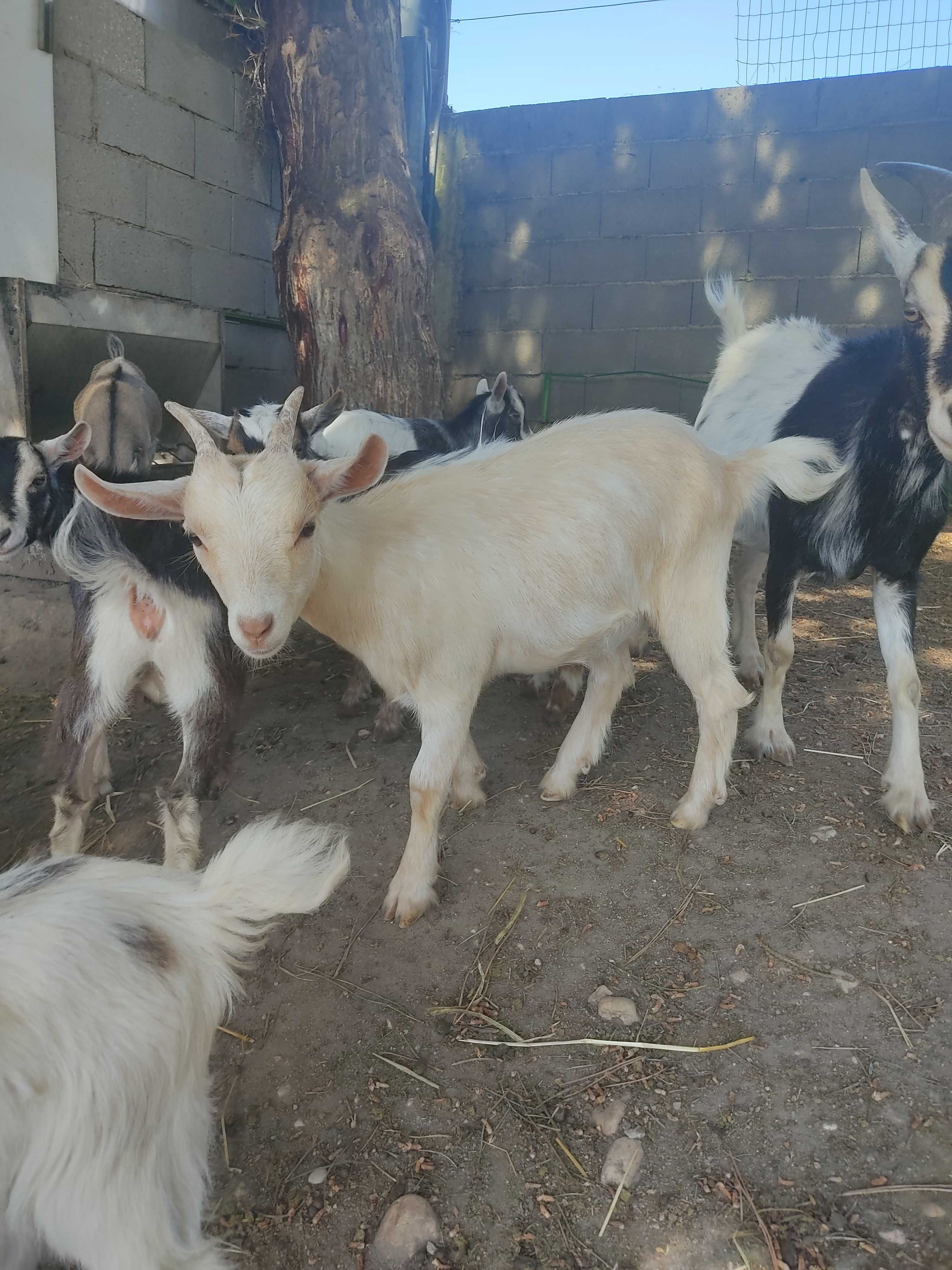 Cabra anã macho ou fêmea ou casal