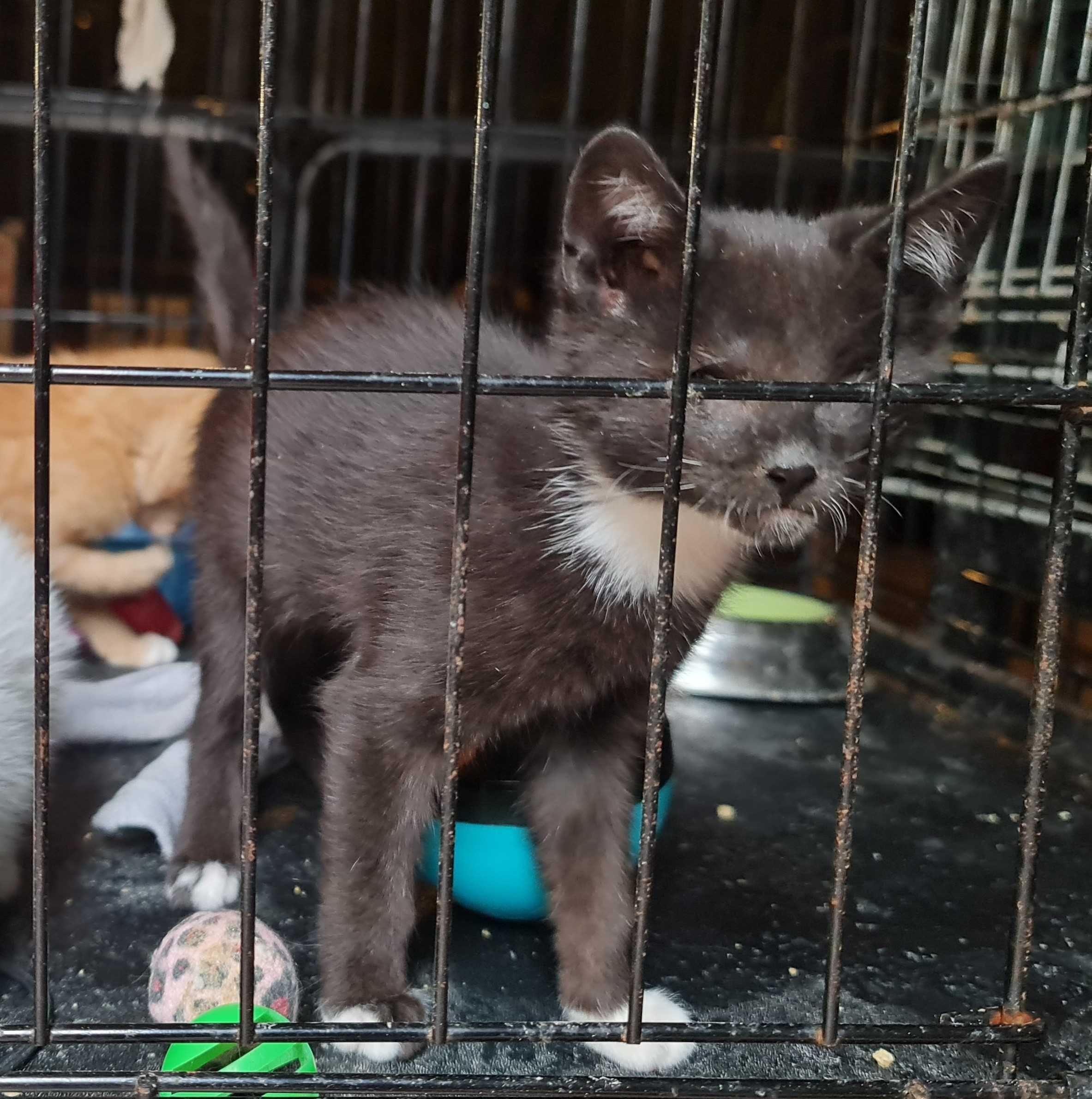 Pchełka i Karmelek - dwumiesięczne kociaki do adopcji.