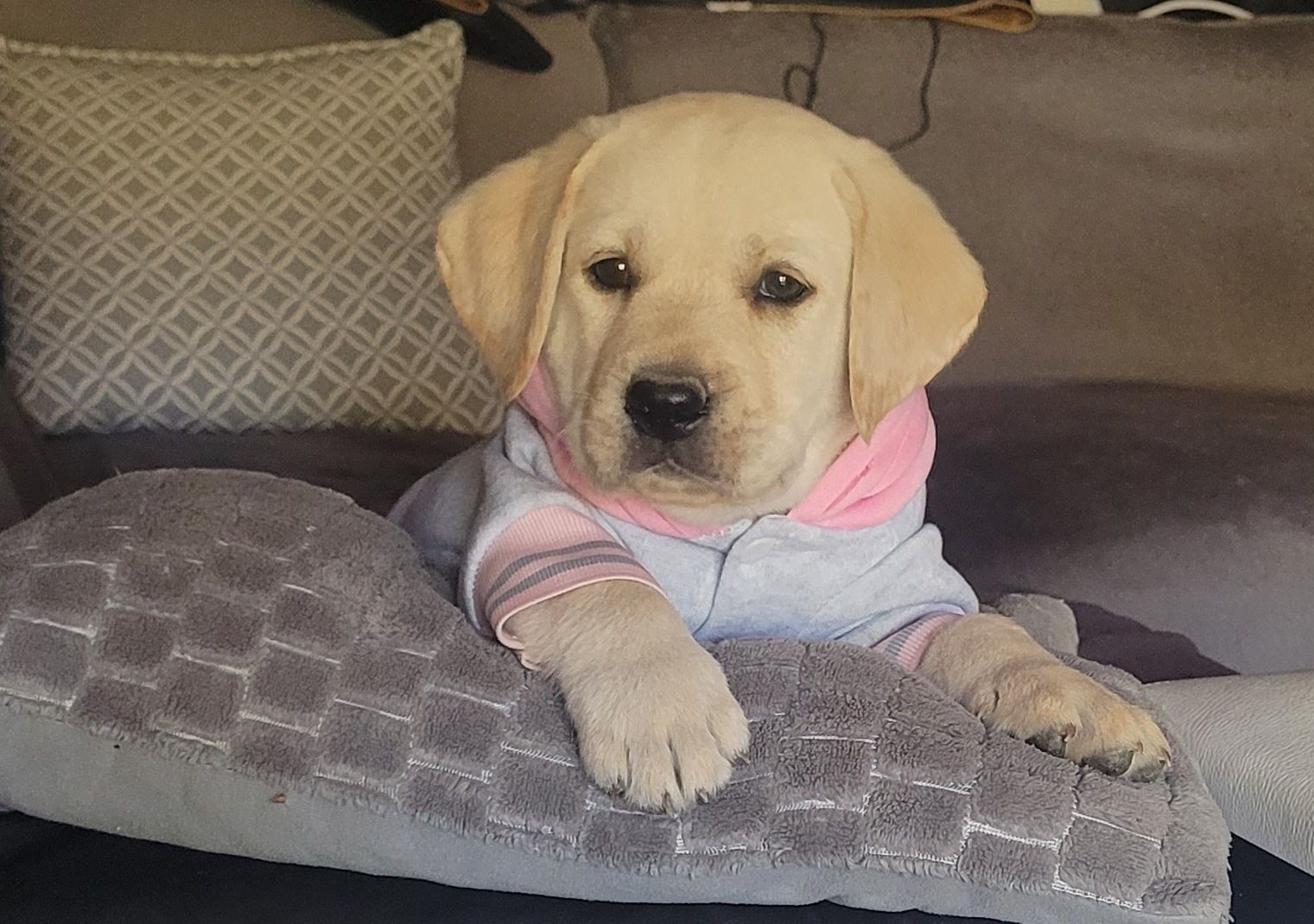 Labrador retriever RODZICE  FCI