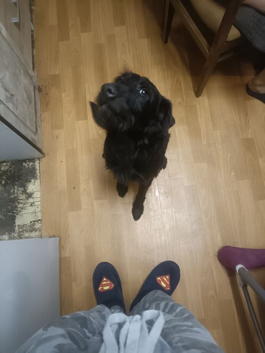 Oddam psa w dobre ręce