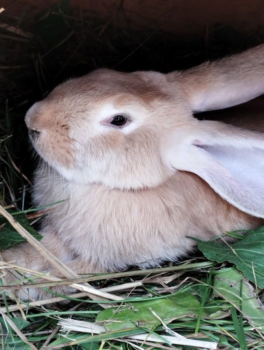 Кролики .Продам больших и маленьких кролей  .