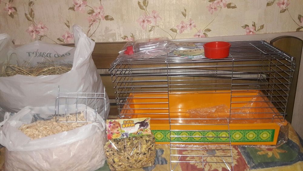 Карликовый кролик