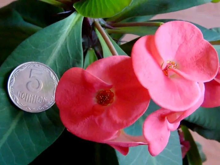 Молочай Міля великоквітковий