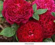 rosas perfumadas de raiz nua, variedades francesas e inglesas